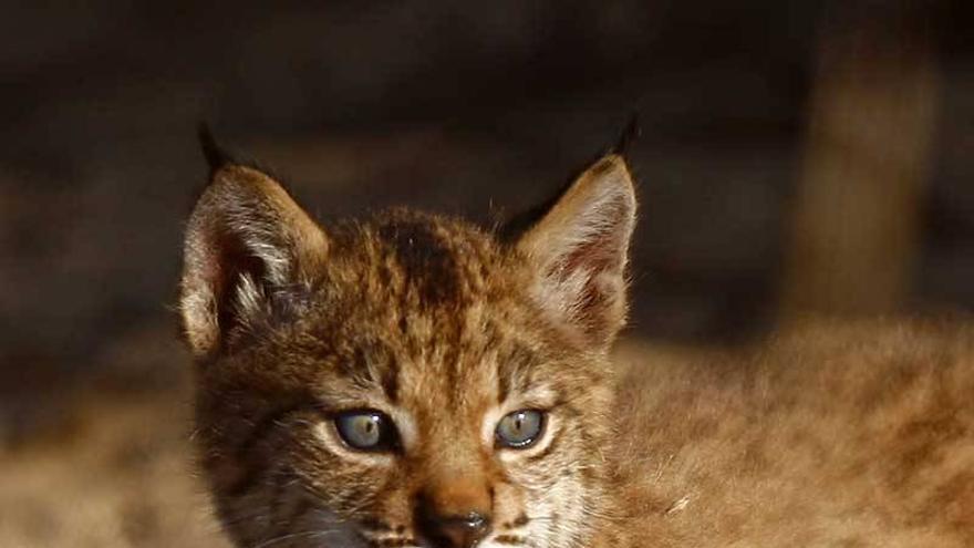 Nacen los primeros cachorros de lince del año en el Centro de Cría en Cautividad de Granadilla