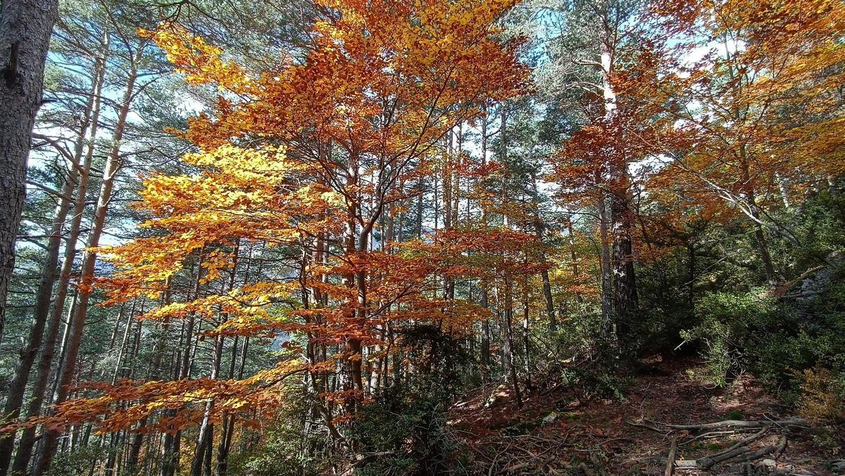 Un hayedo del Cadí, en pleno otoño.