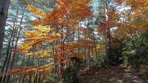 Un hayedo del Cadí, en pleno otoño.