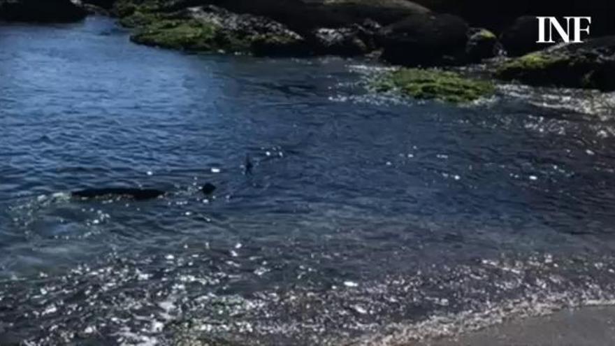 Un grupo de pescadores graba una gran tintorera en la zona de San Gabriel en Alicante