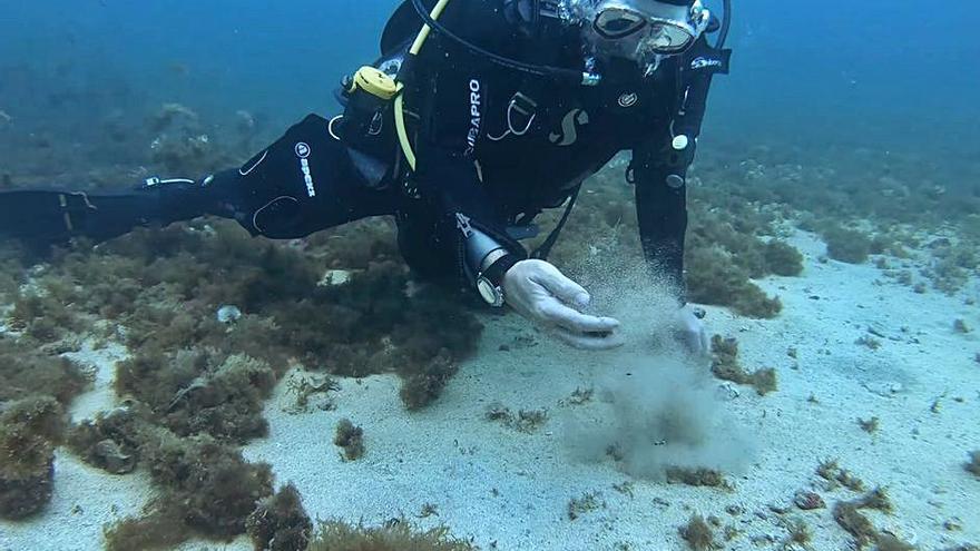 Padrera de posidonia en aguas de Cartagena. | L.O.