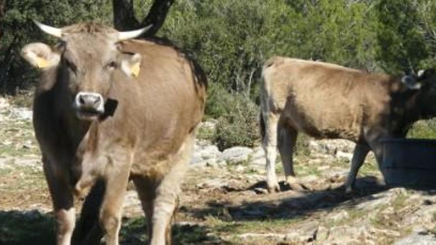 Una vaca fereix tres boletaires al Berguedà