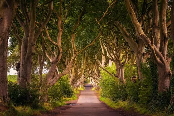 Dark Hedges, la avenida de hayas más mágica de Irlanda del Norte