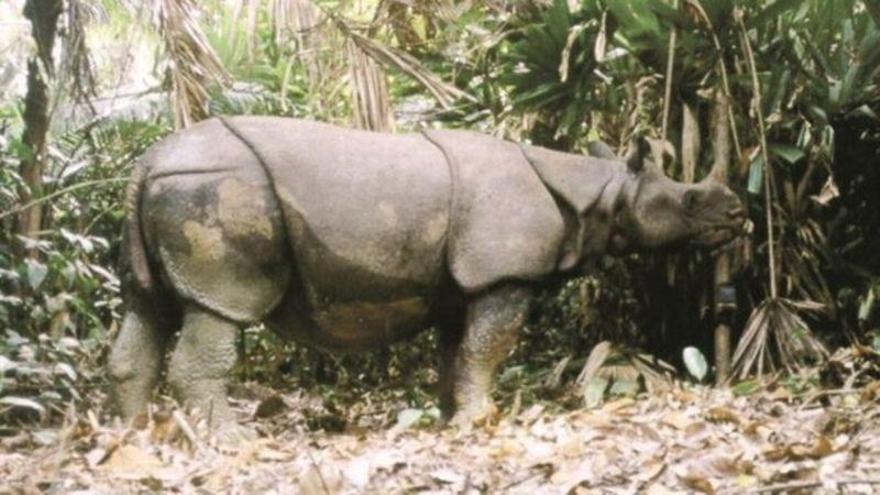 Un nuevo tsunami podría suponer la extinción del rinoceronte de Java