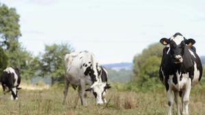 Dos vacas, en una explotación de Silleda.