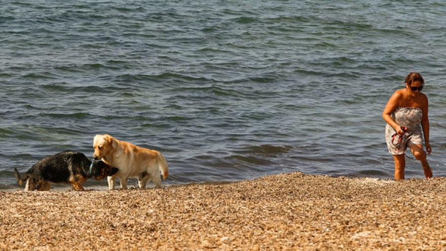 Cinco playas de Baleares admiten perros este verano