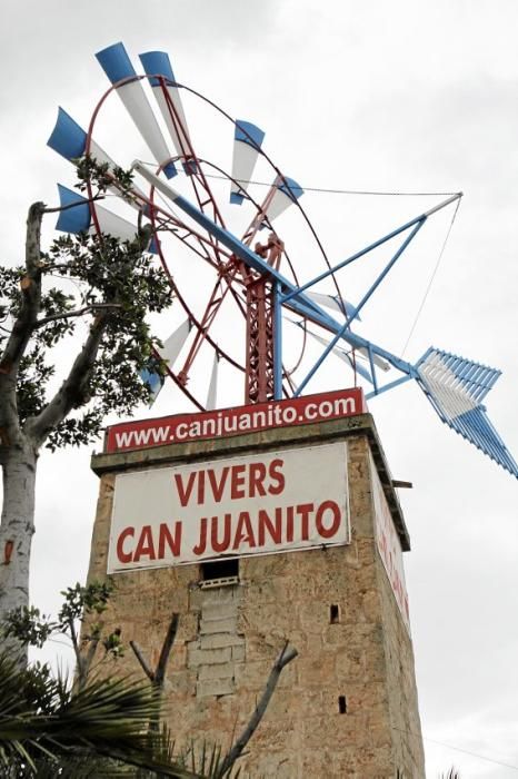 Mallorcas Gärtnereien: Can Juanito setzt auf Setzlinge