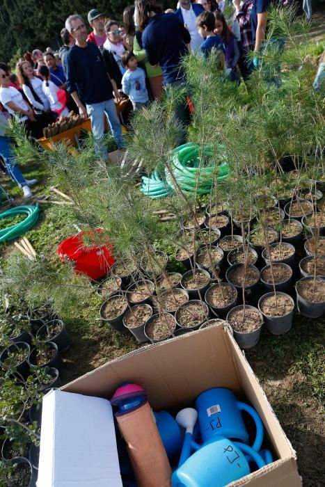 Los palmesanos siembran 300 árboles y plantas arbustivas en el parque de Sa Riera