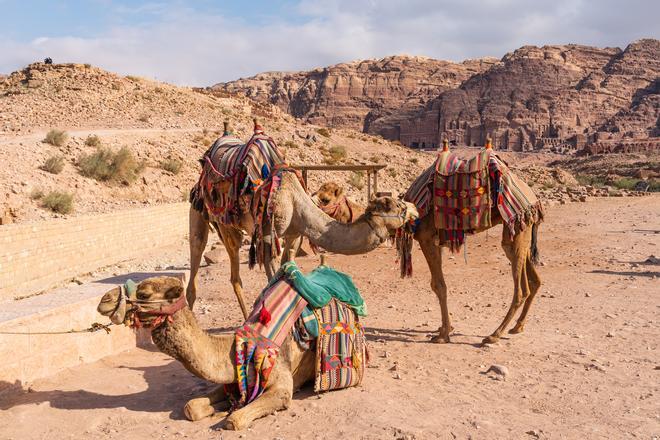 Camellos en la antigua ciudad del imperio nabateo.