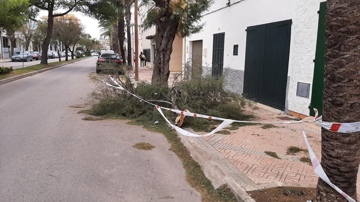 Un árbol caído en Can Picafort.