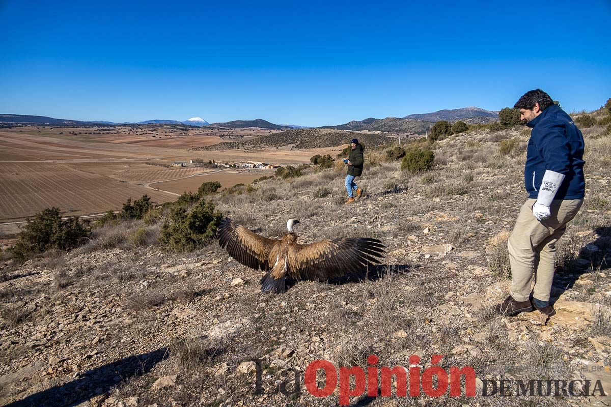 Suelta de dos buitres leonados en la Sierra de Mojantes en Caravaca