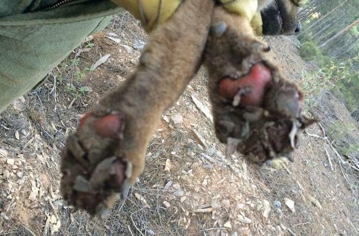 El lobo huérfano del incendio de Latedo