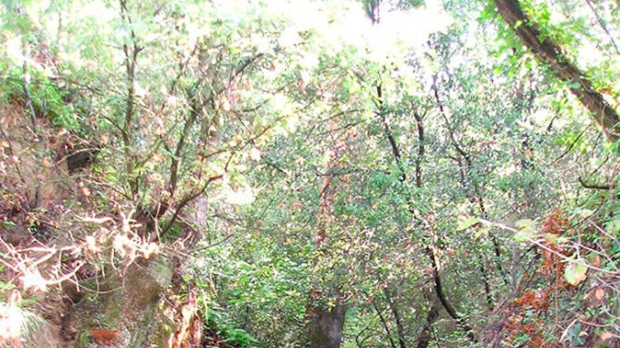 El Parc Natural del Montseny rep anualment uns dos milions de visitants.