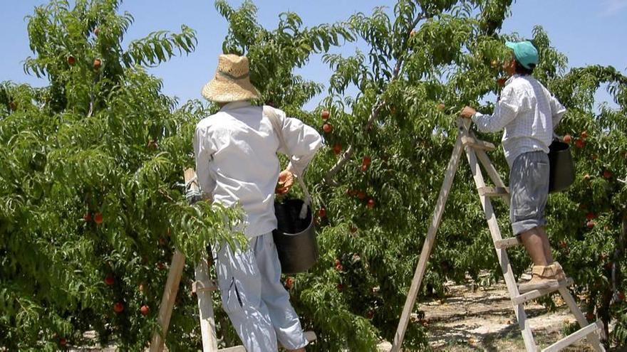 Dos jornaleros recolectan melocotones en una finca.