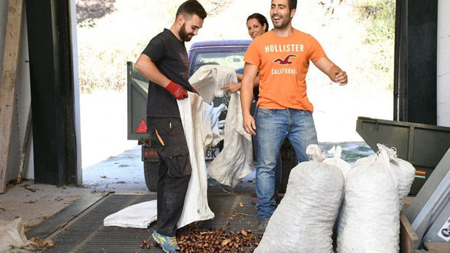 Productores de castaña descargan en una cooperativa.