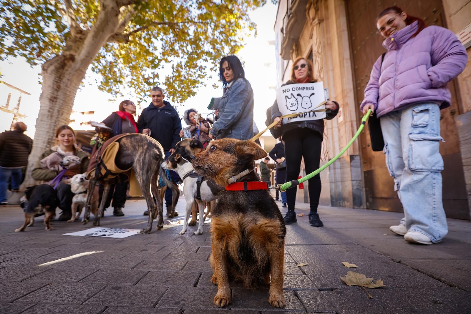Un paseo con perros para fomentar la adopción