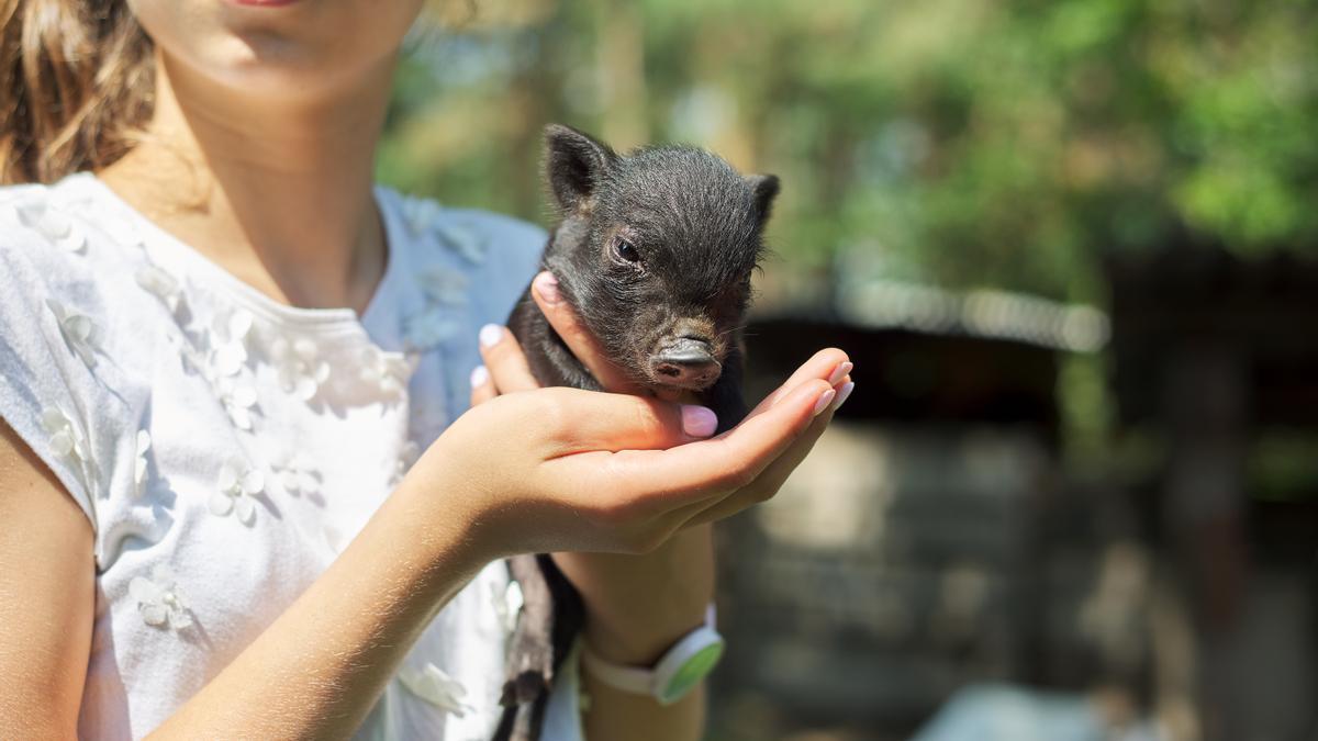 Cerdos vietnamitas: de la fama a la infamia, la increíble historia de cómo estos animales conquistaron y devastaron el ecosistema español