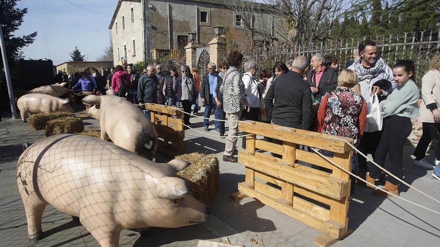 La Fiporc més multitudinària celebra la seva onzena edició