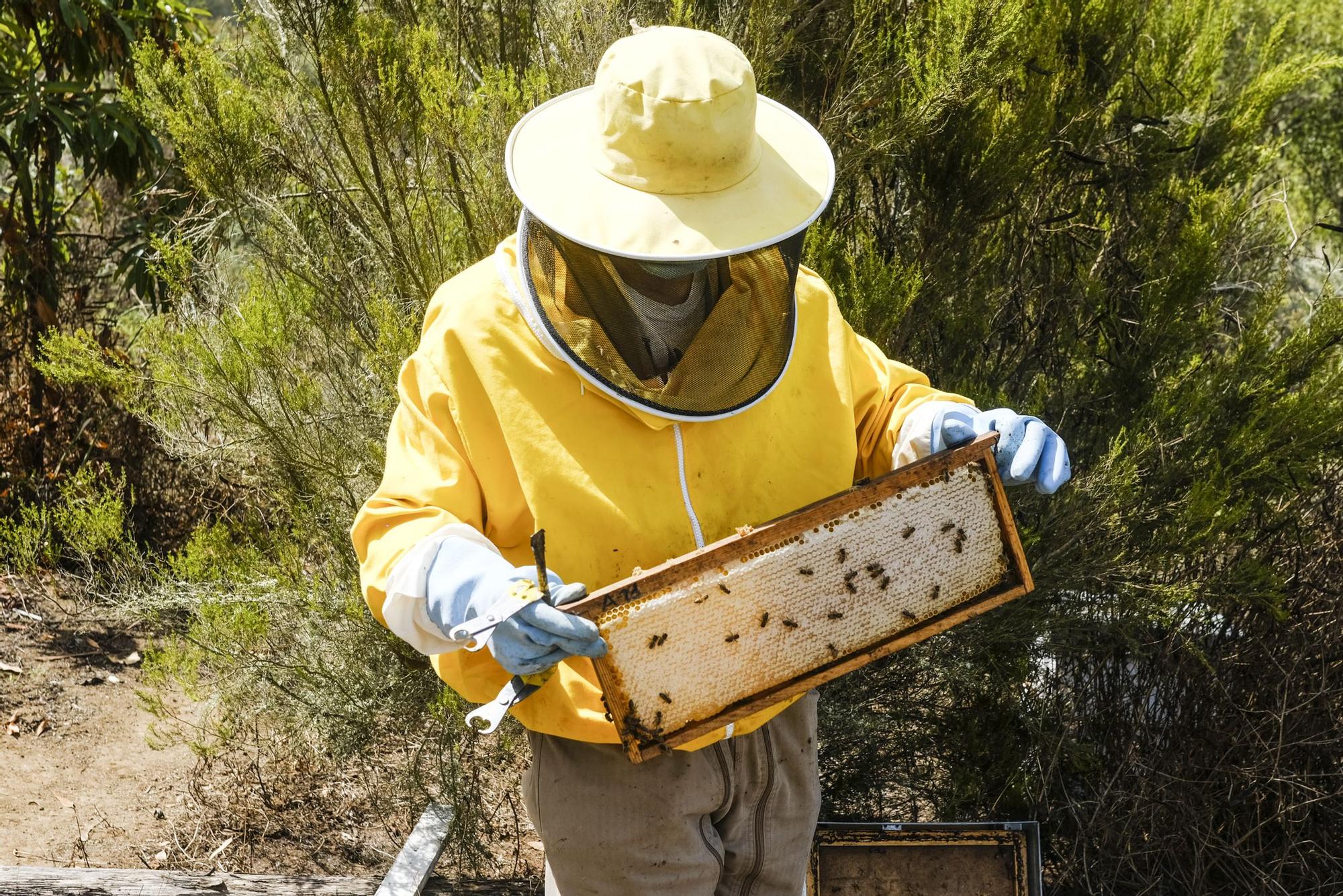 Colmenar en Moya del apicultor Iván Santana