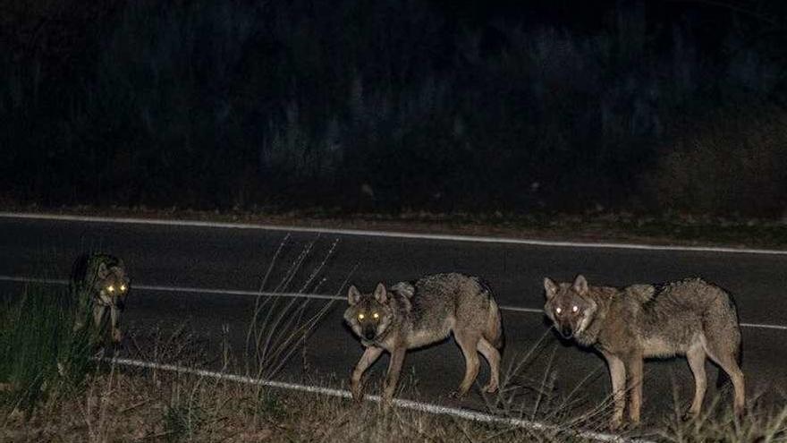 Tres lobos situados en una de las carreteras sanabresas en medio de la noche .