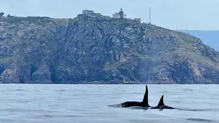Investigadores identifican a las dos orcas de la ría de Arousa: nunca han interaccionado con veleros