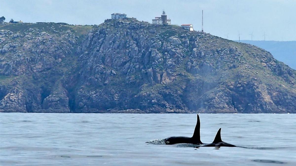 Imagen de archivo de dos orcas pasando ante el faro de Fisterra, en la comarca de Costa da Morte