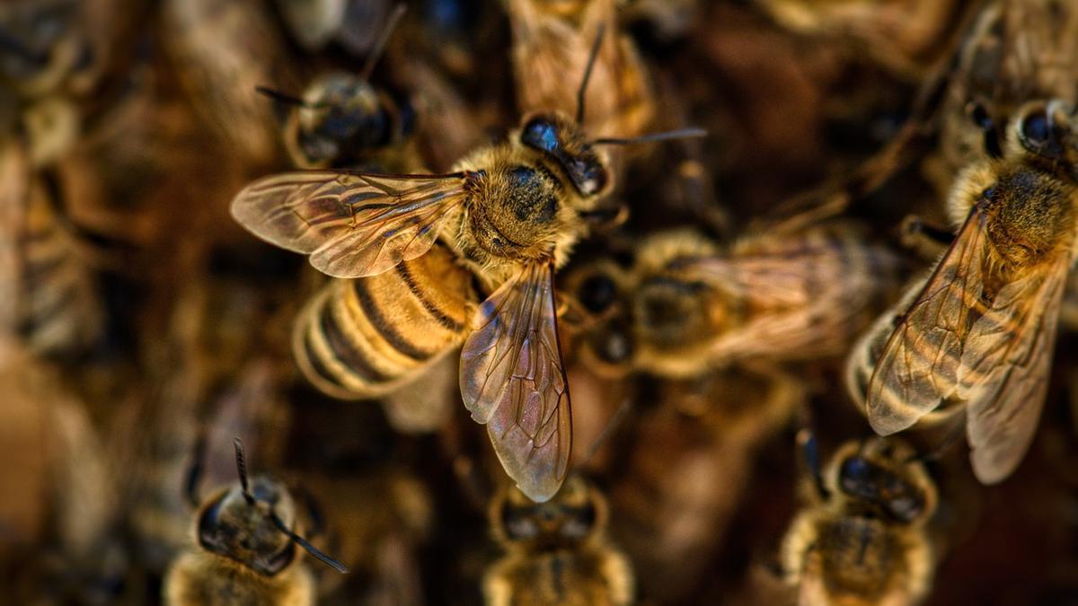 Según un nuevo estudio, las abejas se originaron en el oeste de Gondwana, hoy África y América del Sur.