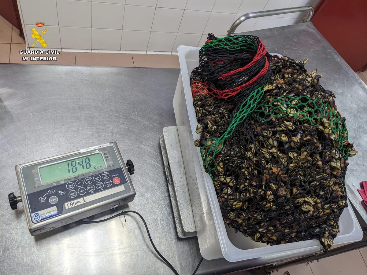 El pesaje de los percebes incautados al furtivo.