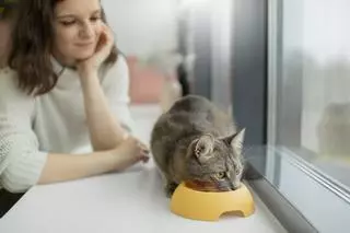 La mejor comida húmeda para tu gato que arrasa en Amazon