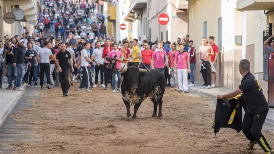 PP y PSPV se enzarzan con el ‘bou’, mientras las peñas urgen consenso