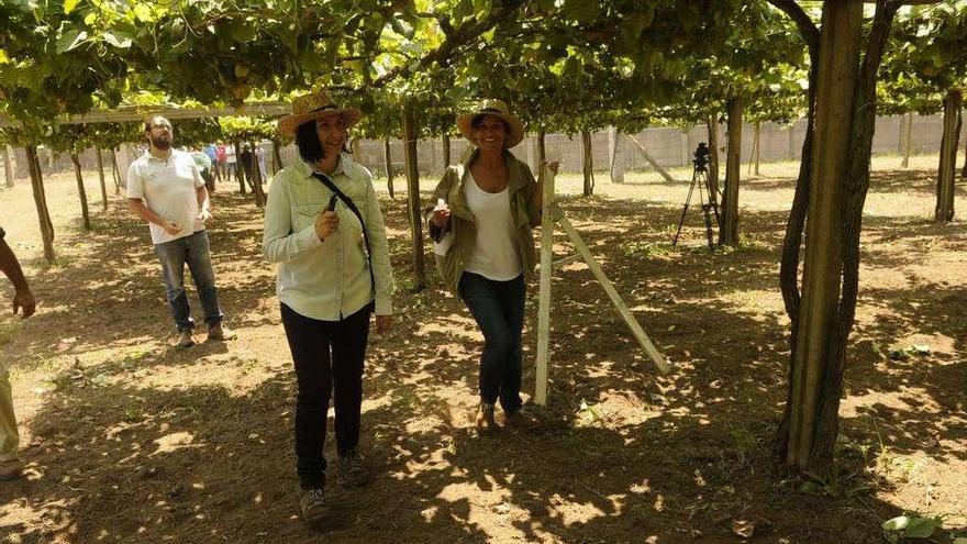 Areeiro recomienda el inicio de tratamientos para la uva y el kiwi. // Noé Parga