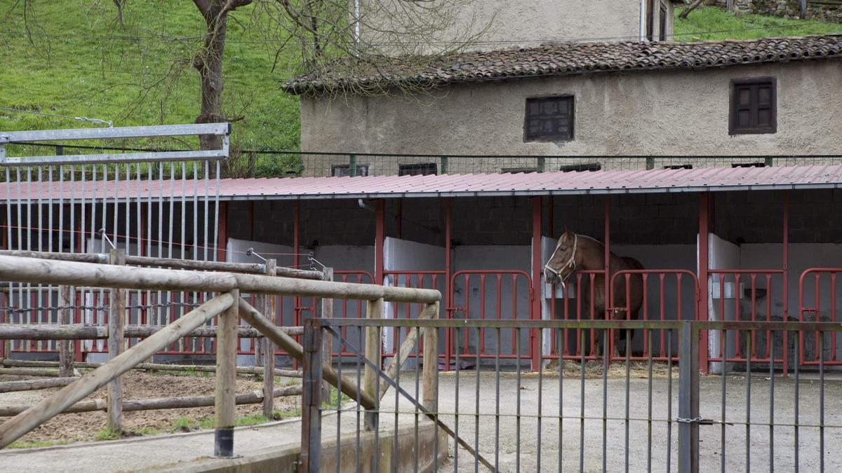Parada de sementales en Pola de Laviana