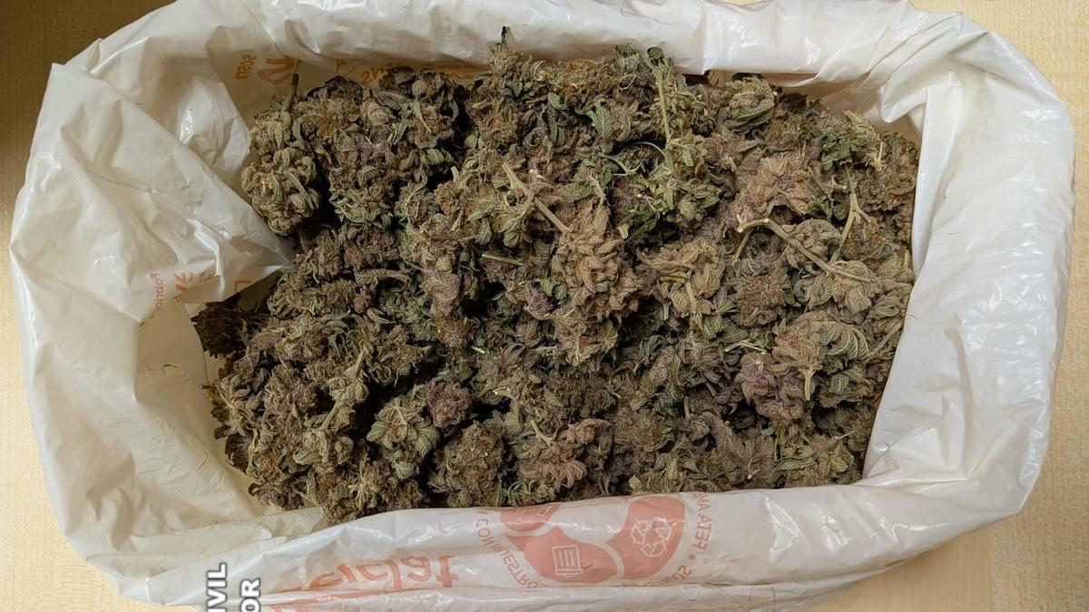 Imagen de la marihuana intervenida al hombre.