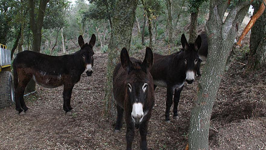 Una quinzena de rucs s&#039;encarreguen de mantenir el sotabosc.