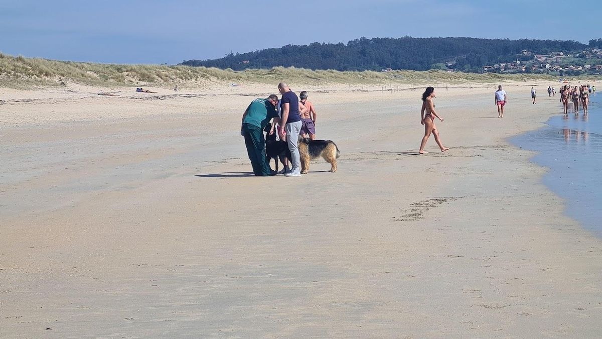 Un vigilante lee el chip de dos perros antes de sancionar a sus propietarios, en la playa grovense de A Lanzada.