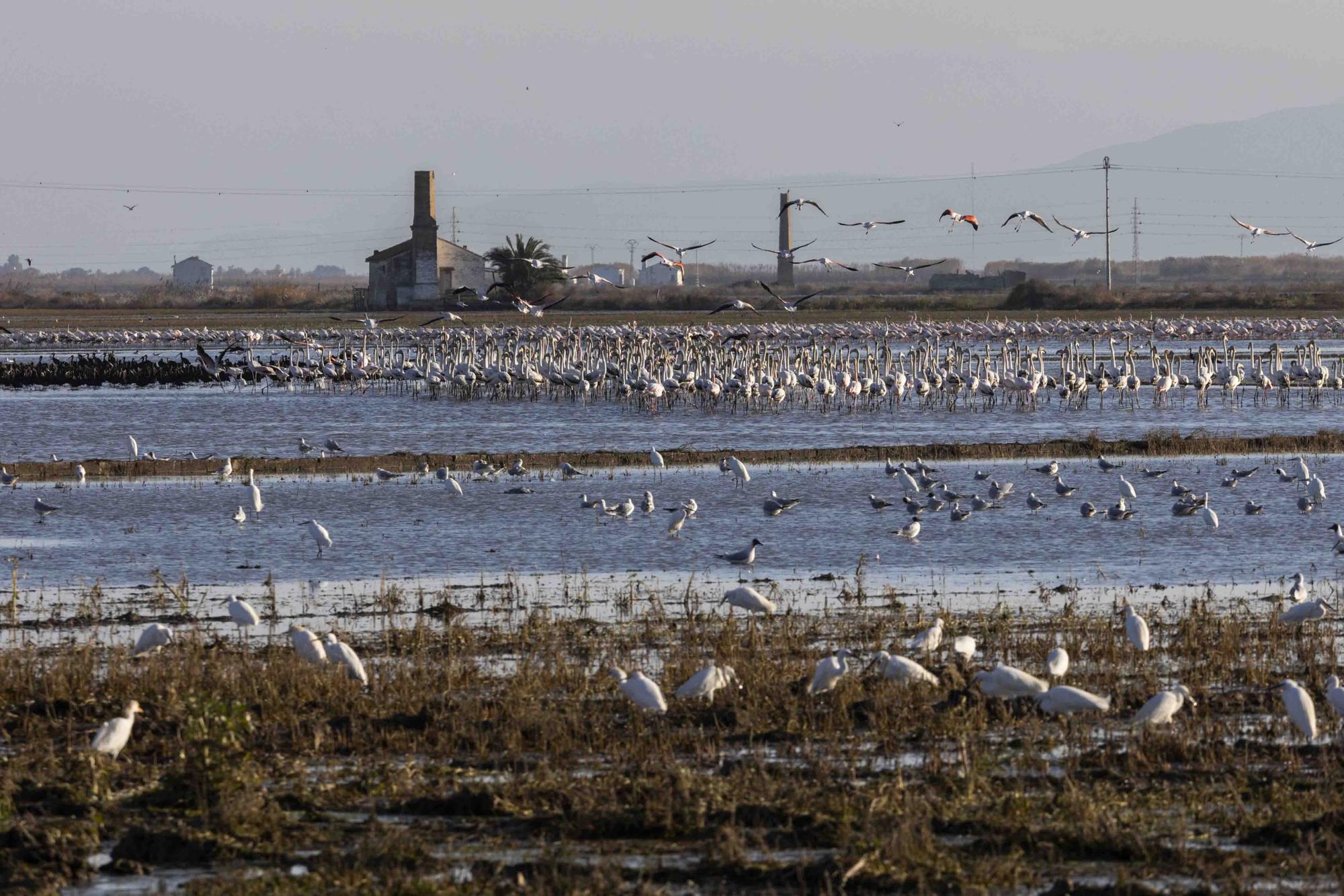 Flamencos, "moritos" y otras aves hibernan en l'Albufera