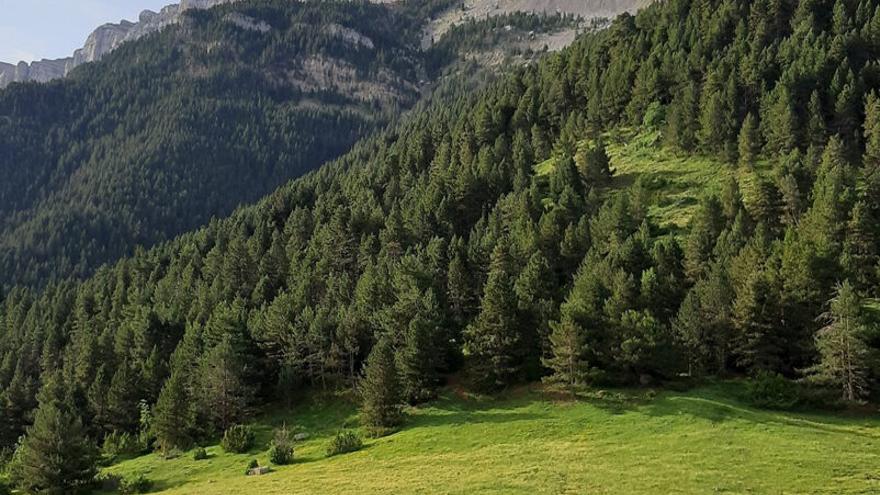 El Centre de Ciència i Tecnologia Forestal impulsa un projecte per conservar els boscos de pi negre del Pirineu