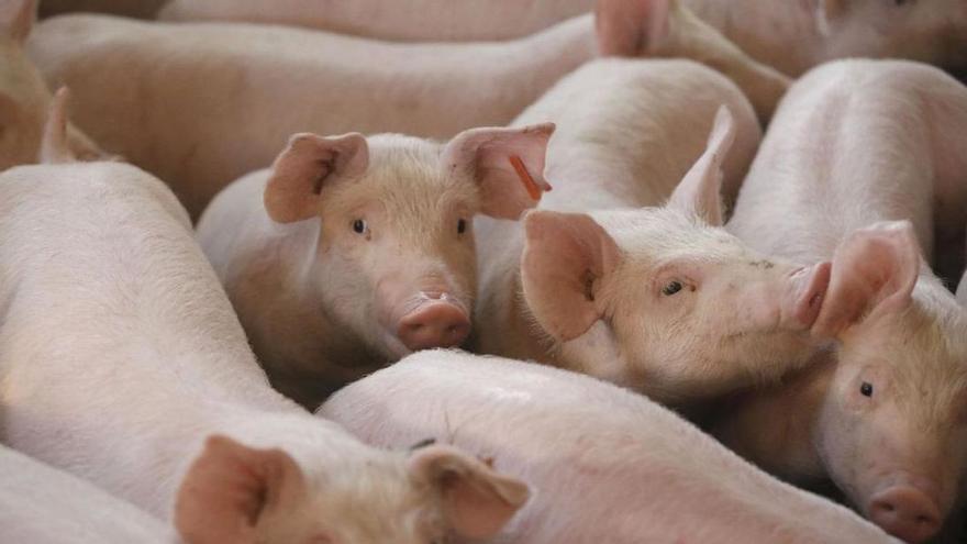 Una imatge d’arxiu de porcs en una granja