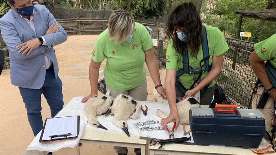 La Comunidad anilla cinco pollos de cigüeña blanca para su control y seguimiento