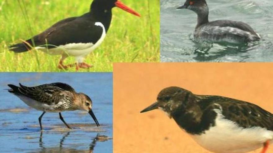 Algunas de las aves que SEO/BirdLife sitúa en el Complejo Intermareal Umia-O Grove.  // SEO