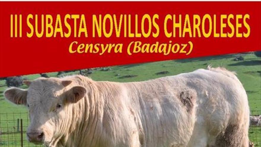 Oportunidad para adquirir novillos selectos charoleses