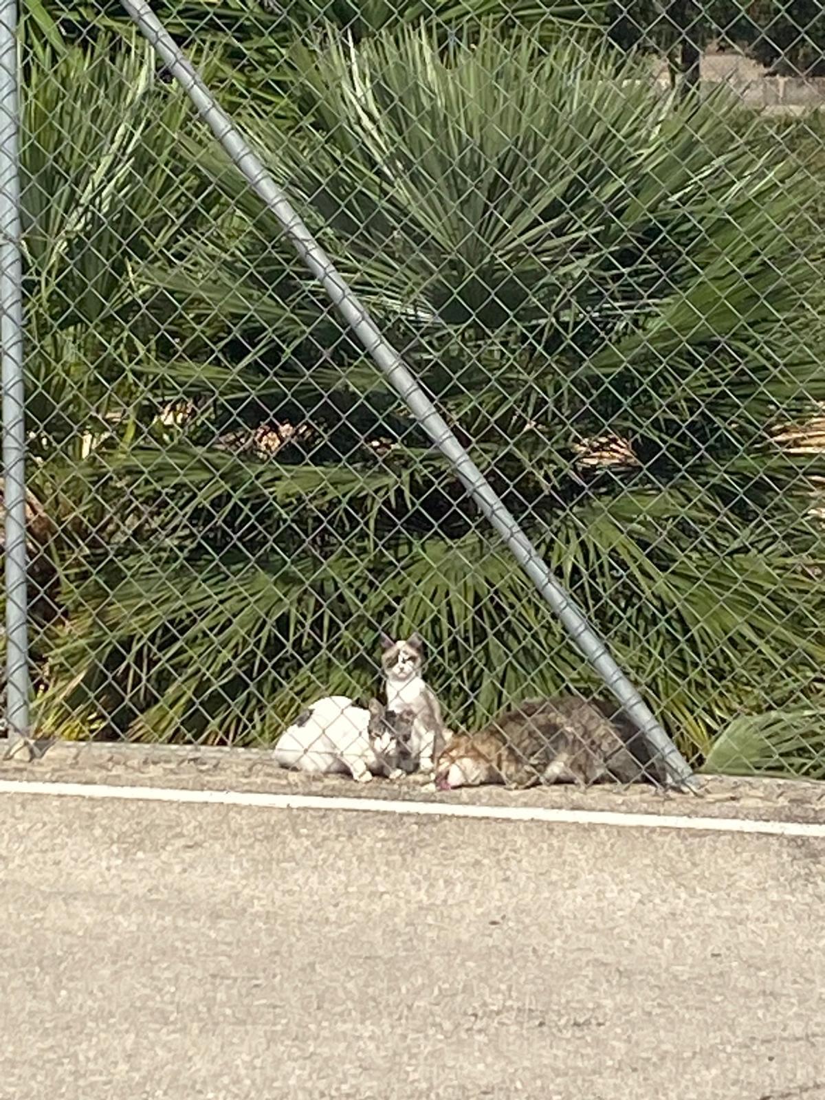 Varios gatos en la prisión.