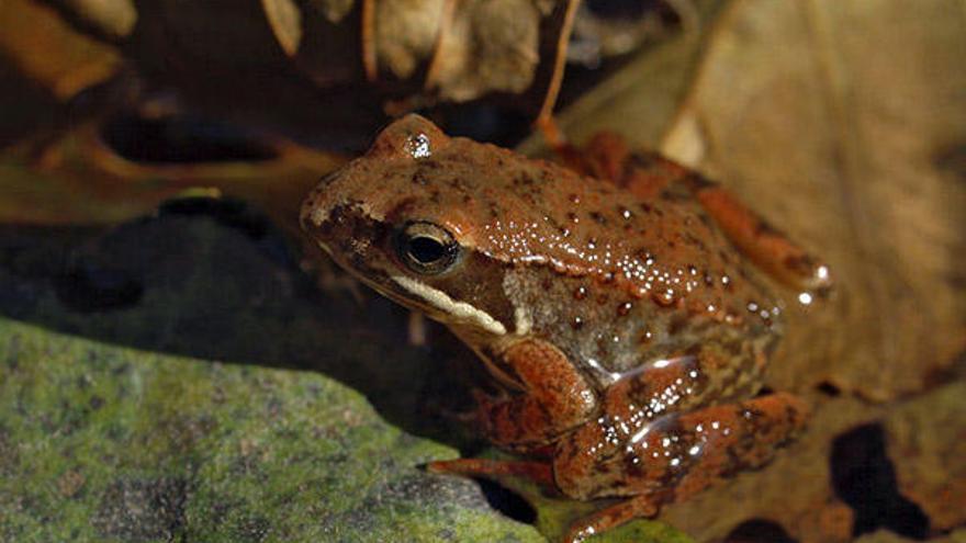 La rana patilarga se disrtibuye por el norte de Portugal, Galicia, la cordillera Cantábrica y el Sistema Central Ibérico. Se puede encontrar en el Galiñeiro