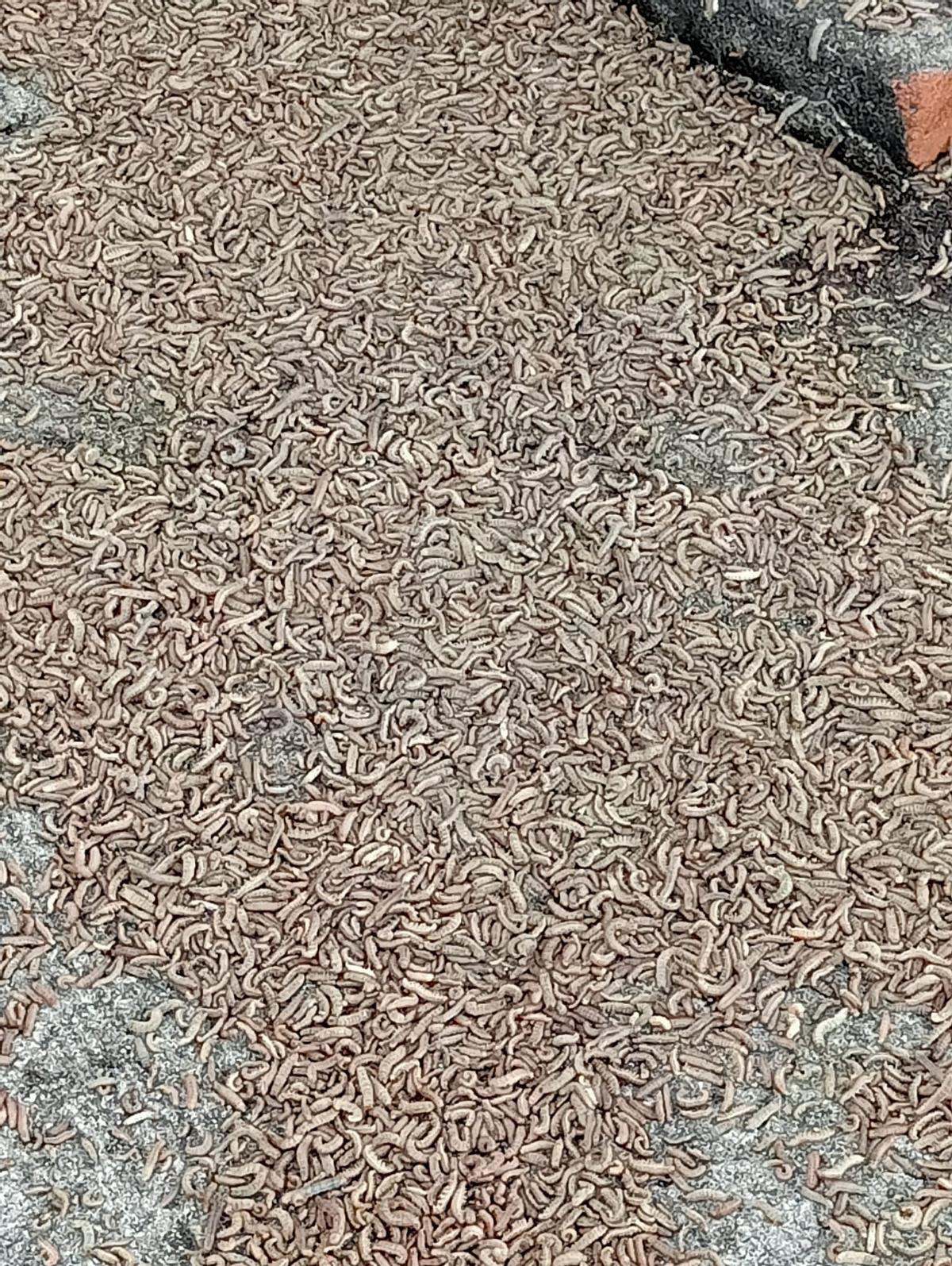 Foto de detalle de los gusanos.