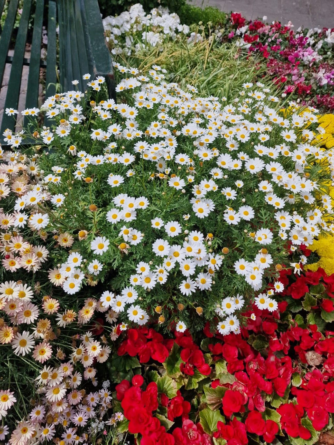 Florece Gran Canaria: Jornadas 'Arucas, piedra y flor' en Arucas y 'Gáldar en Flor'