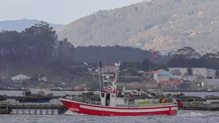 La sardina del cerco regresa al puerto