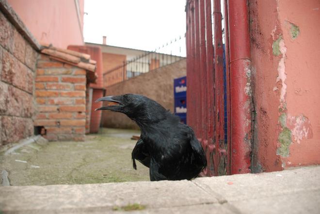 "Paco", la corneja asturiana estrella de internet