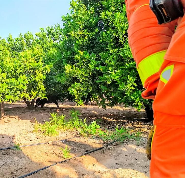 Los bomberos rescatan a un jabalí que cayó en una acequia cerca de Tavernes de la Valldigna