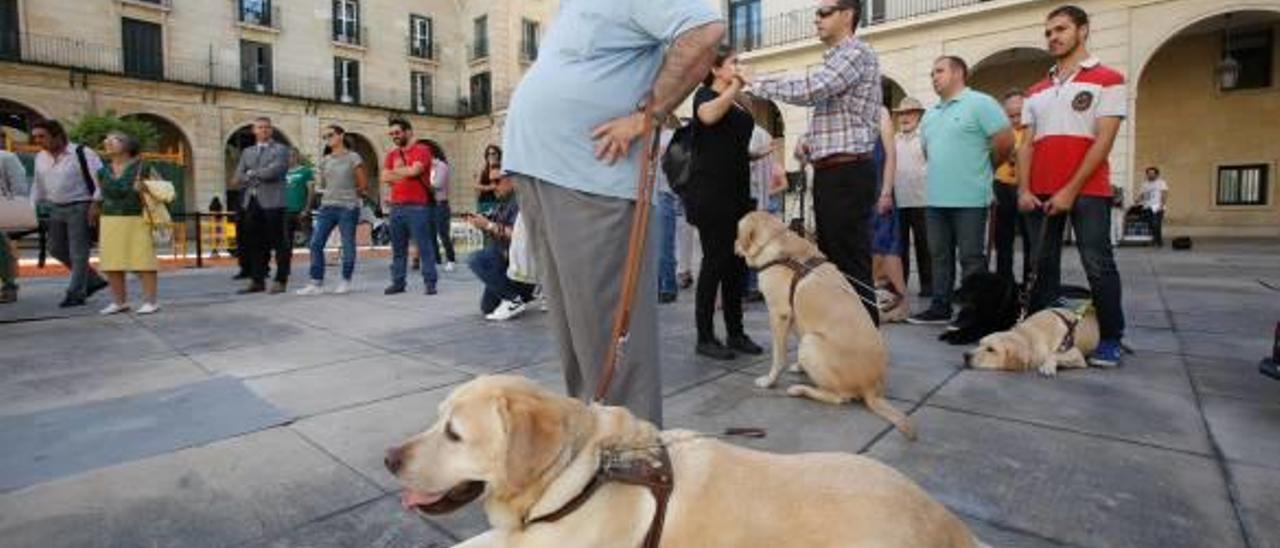 Historia de un perro guía