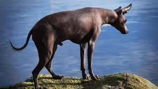 ¿Por qué los perros peruanos no tienen pelo?